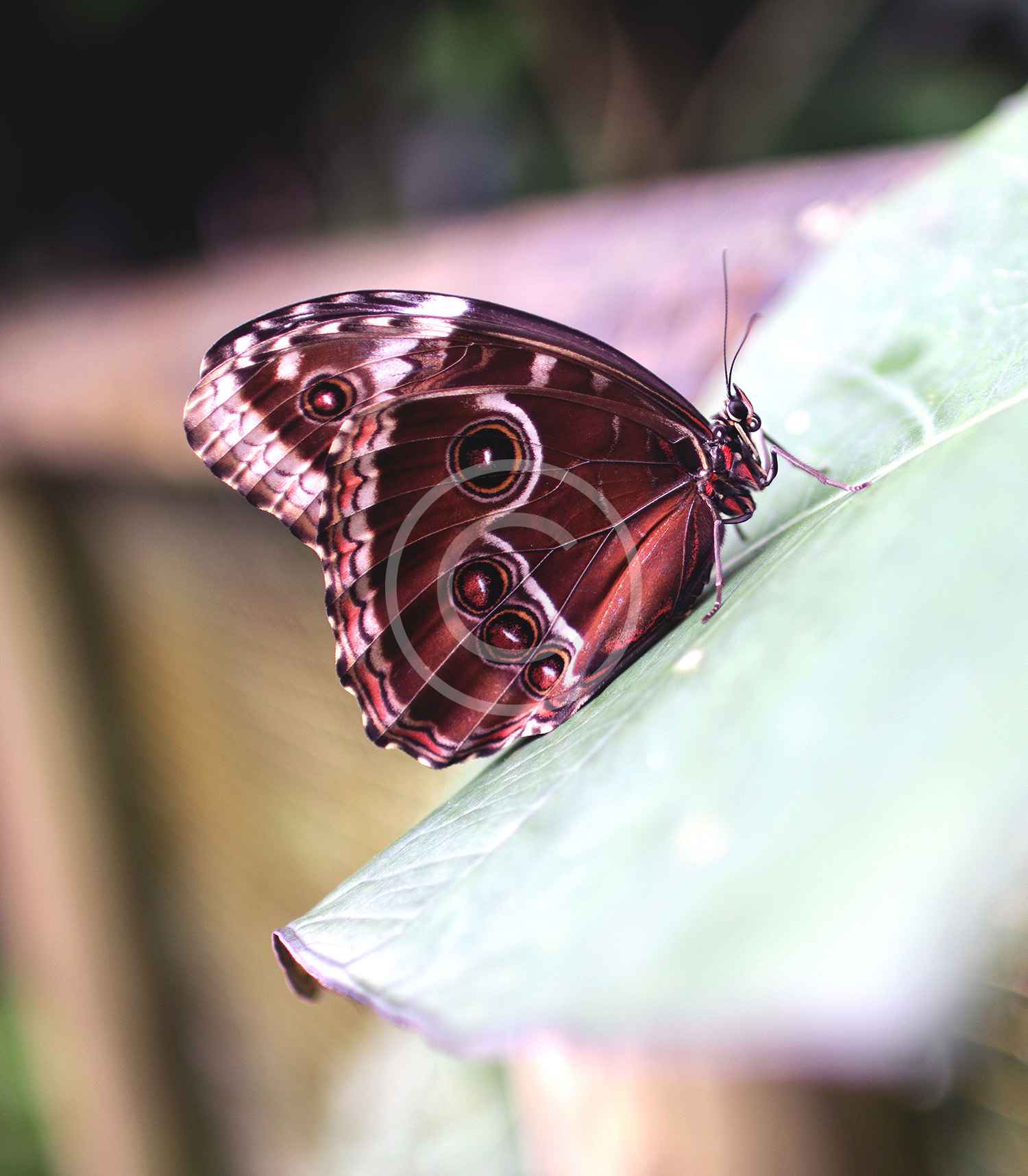 butterfly-24.jpg