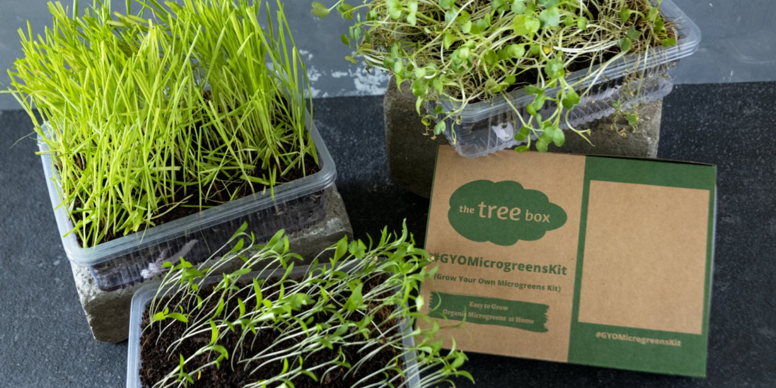 the Tree box